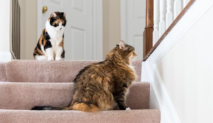 Animal waste cleanup service