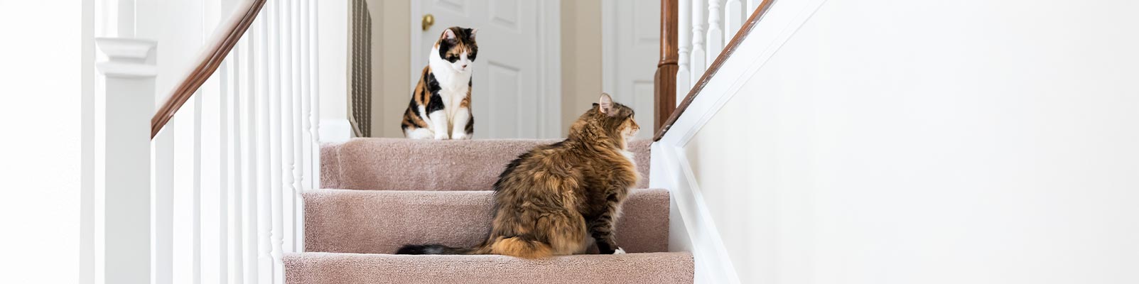 Animal waste cleanup service