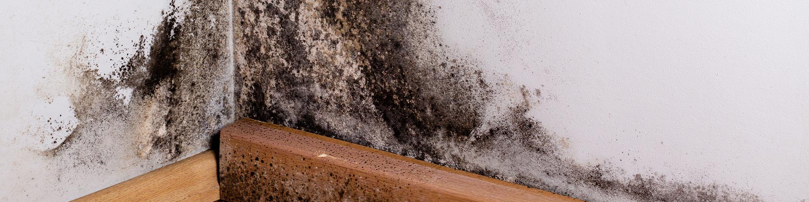 Black mold banner