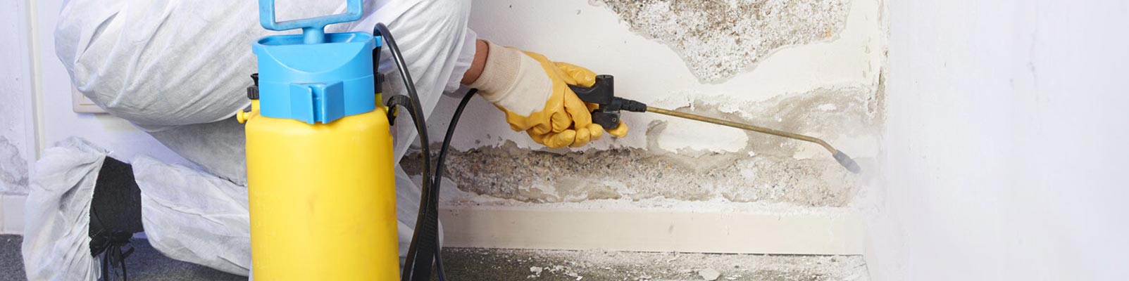 Mildew removal service banner 