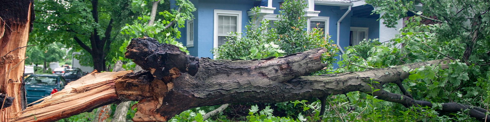 A large tree collapsing into the yard of a house