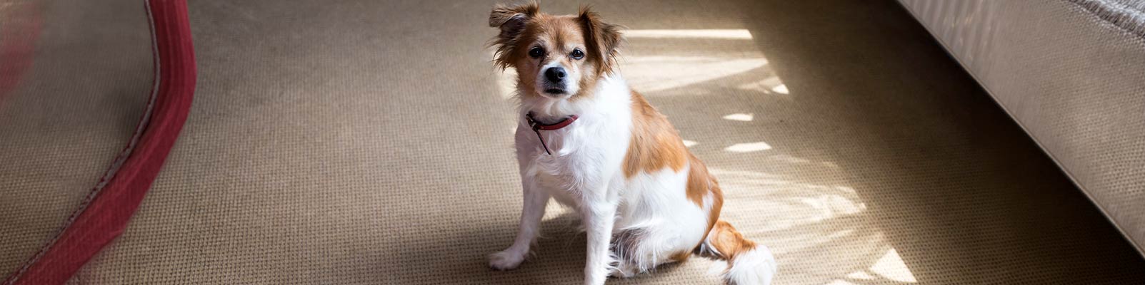 Pet urine and odor banner
