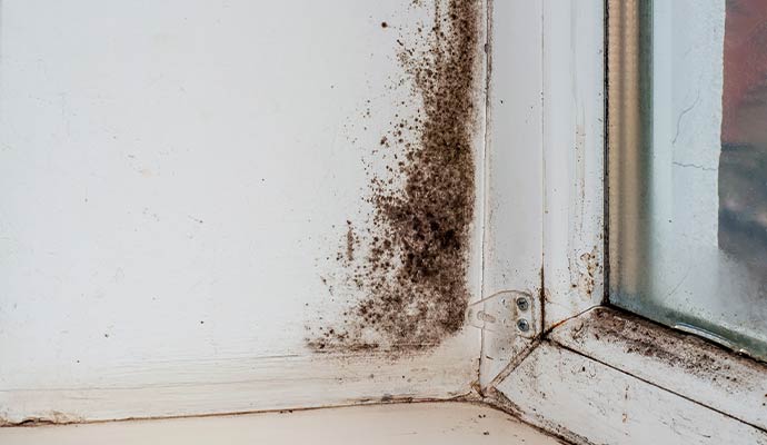 Black mold spreading along the white drywall corner and wooden frame of a window sill