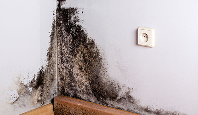 Black mold on wall