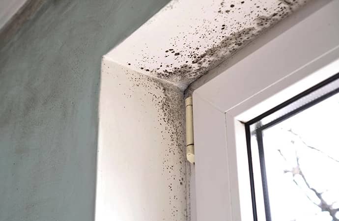 Black mold remediation on window frame