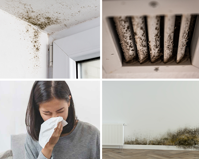 Collage of different types of mold-damaged properties and related health issues Collage of different types of mold-damaged properties and related health issues