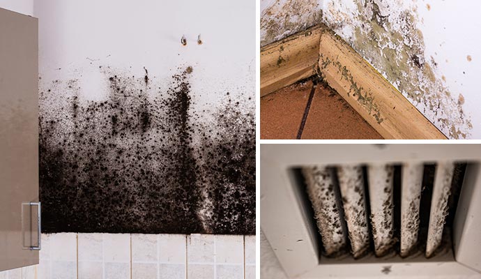 Collage of different types of mold damaged property