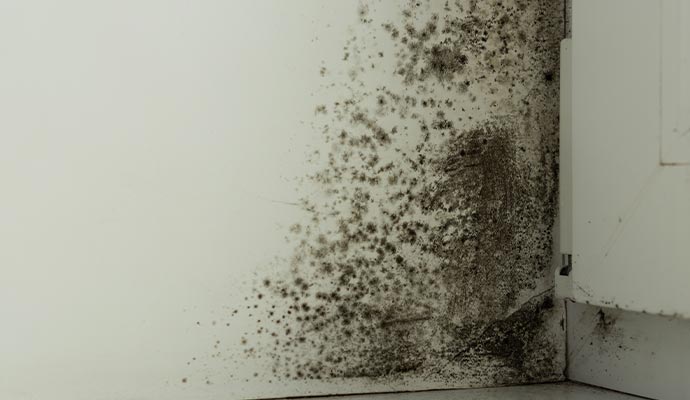 Black mold on the wall