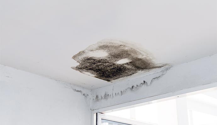 Mold damaged ceiling
