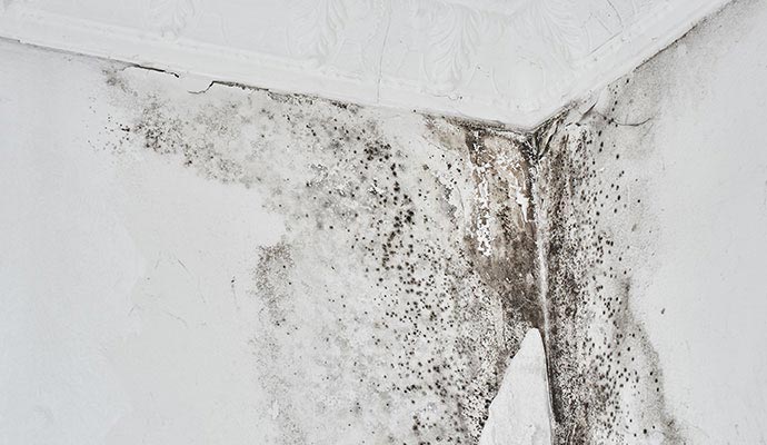 Visible mold on wall corner