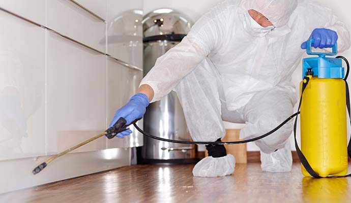 Expert disinfecting kitchen