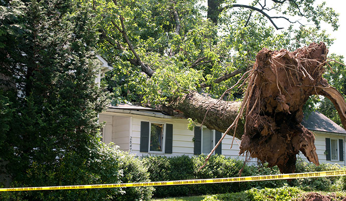 Fallen tree over house roof due to wind
