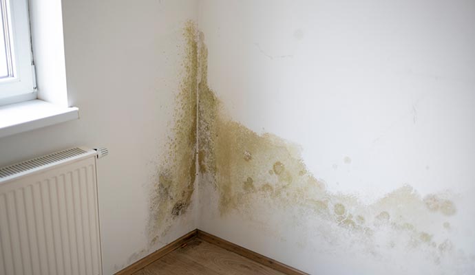 Mold damaged drywall corner