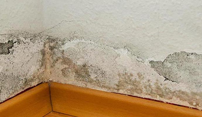 Mold damaged structural wall