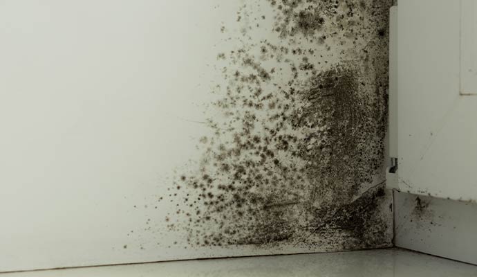 Mold damaged wall corner