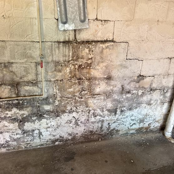 Mold damaged wall