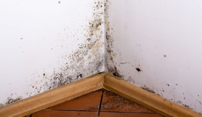 Mold growing on the corner of wall
