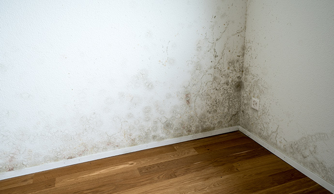 Mold growth in home wall corner