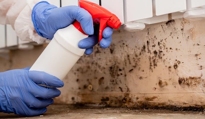 Mold remediation