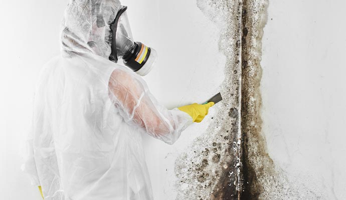 Mildew Control and Removal Service