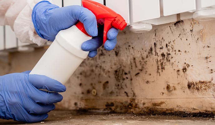 Professional Mold Decontamination Services