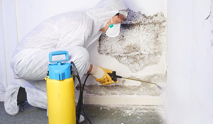 Professional mold cleanup service