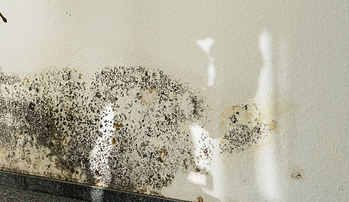 Signs of Mold Growth | Panhandle Cleaning & Restoration