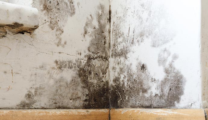 A moldy wall