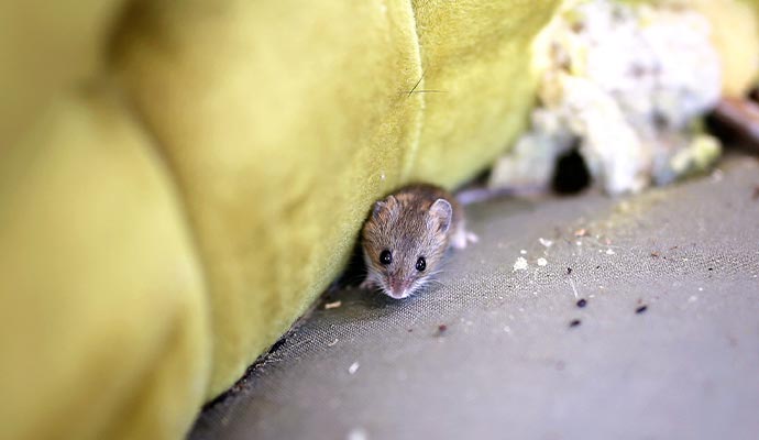 A mouse is peeking underneath the couch