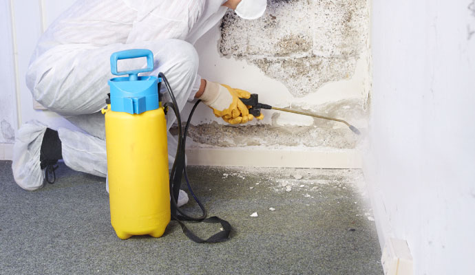 Professional worker remediating mold