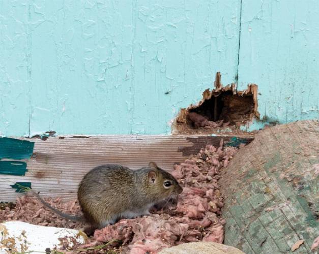 A rodent creating a hole in a wooden wall A rodent creating a hole in a wooden wall