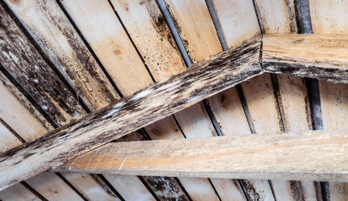 Severe mold growth on wooden rafters in attic