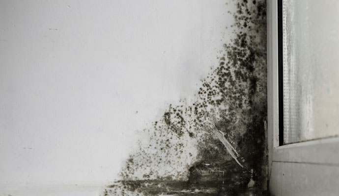 Black mold growth spreading on an interior wall corner after water intrusion