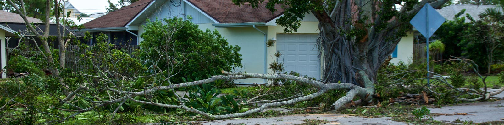 Large tree branches blocking a house after a hurricane.