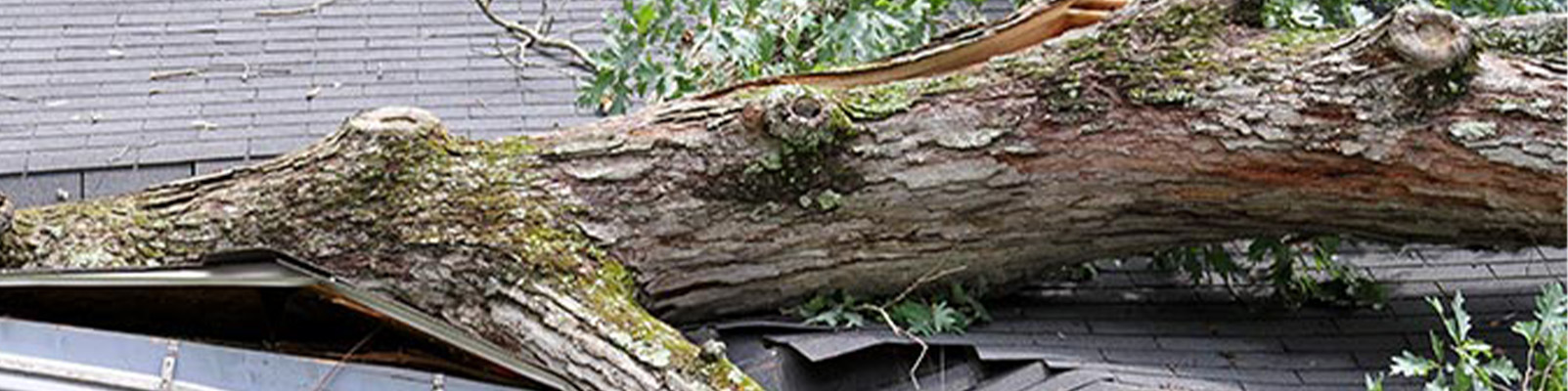 Tree fallen on roof banner