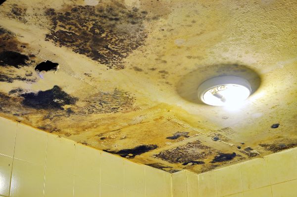 Commercial Mold Damage