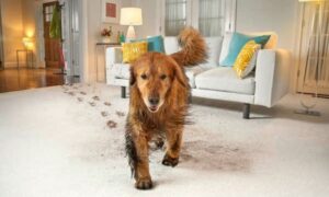 Common Carpet Stains and How to Remove Them